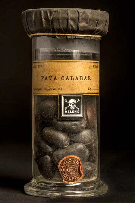 FAVA CALABAR